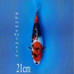 SHOWA GINRIN 21 CM SUPER QUALITY