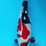Ikan koi Showa doitsu 46cm betina