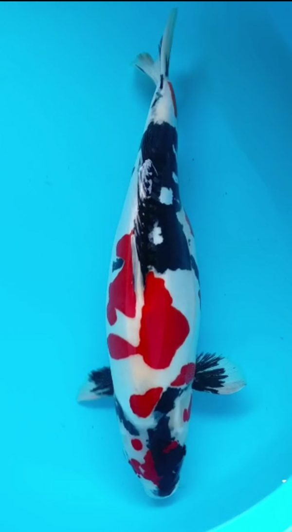Ikan koi Showa doitsu 46cm betina