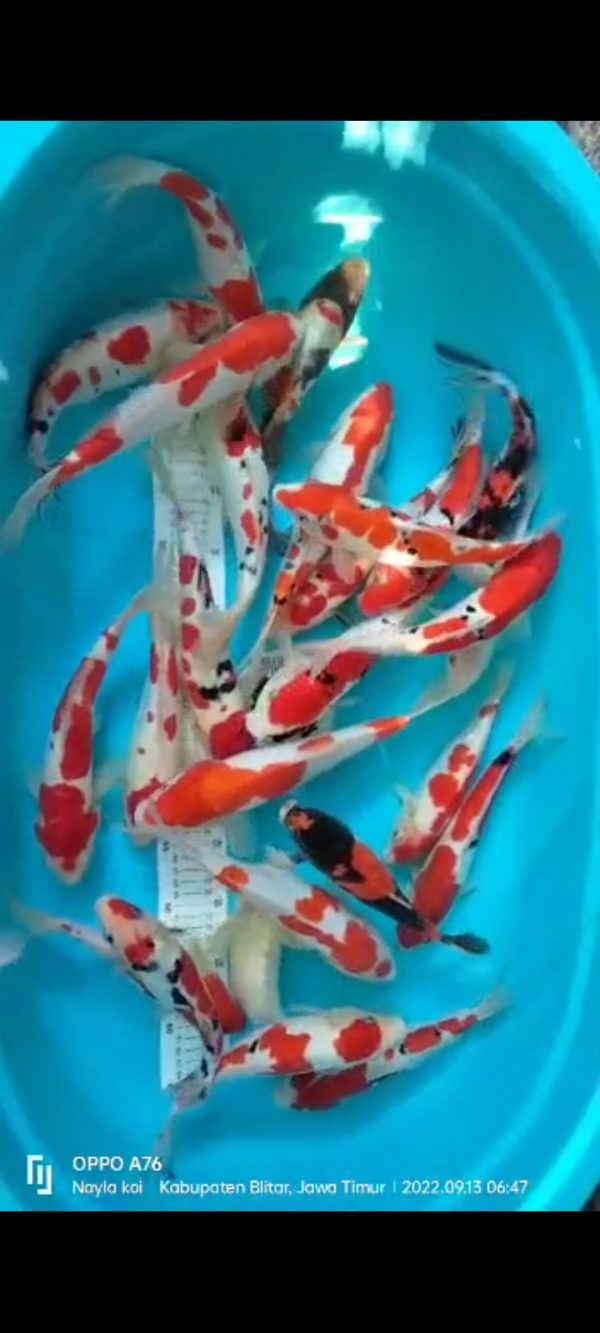 Screenshot_20220913-103158_WhatsApp