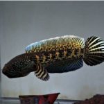 ikan Chana auranti full pelet size 4-6 cm